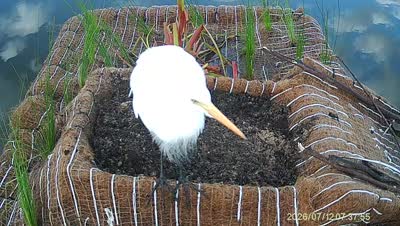 Turtle Island wildlife capture