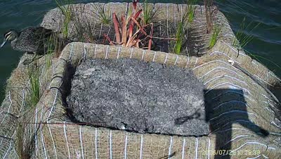 Turtle Island wildlife capture