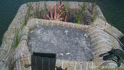 Turtle Island wildlife capture