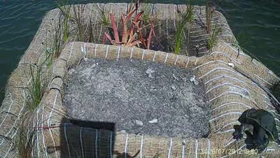 Turtle Island wildlife capture
