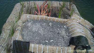 Turtle Island wildlife capture