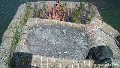 Turtle Island wildlife capture