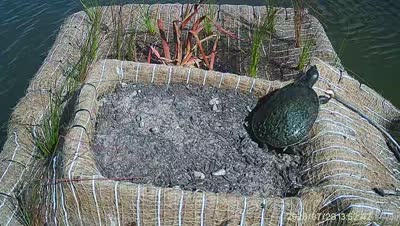 Turtle Island wildlife capture