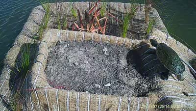 Turtle Island wildlife capture