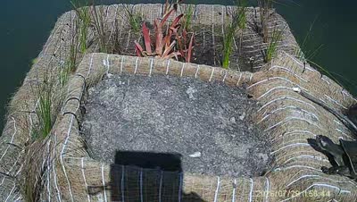 Turtle Island wildlife capture