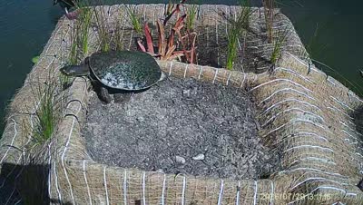 Turtle Island wildlife capture