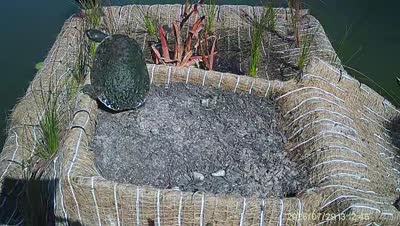 Turtle Island wildlife capture