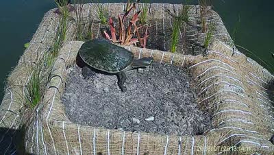 Turtle Island wildlife capture
