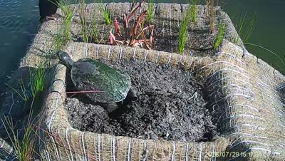Turtle Island wildlife capture