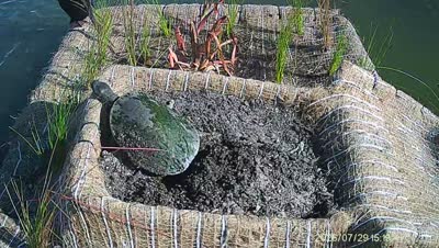 Turtle Island wildlife capture