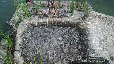 Turtle Island wildlife capture