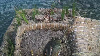 Turtle Island wildlife capture