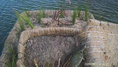 Turtle Island wildlife capture