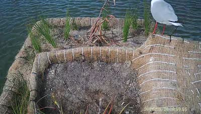 Turtle Island wildlife capture