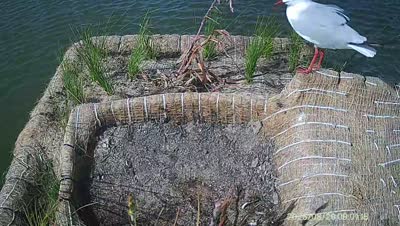 Turtle Island wildlife capture