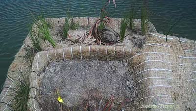 Turtle Island wildlife capture
