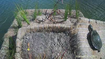 Turtle Island wildlife capture