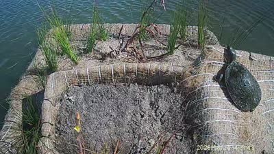 Turtle Island wildlife capture