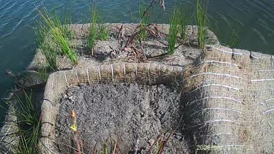 Turtle Island wildlife capture