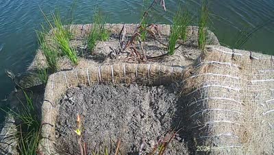 Turtle Island wildlife capture