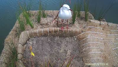 Turtle Island wildlife capture