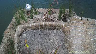 Turtle Island wildlife capture
