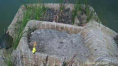 Turtle Island wildlife capture