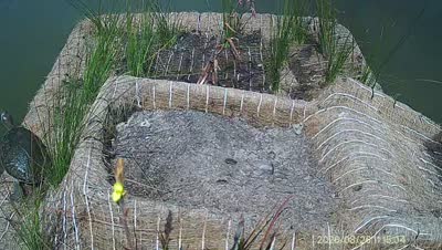 Turtle Island wildlife capture
