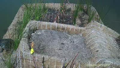 Turtle Island wildlife capture