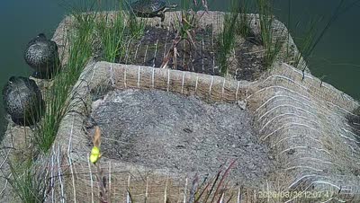 Turtle Island wildlife capture