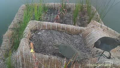 Turtle Island wildlife capture