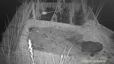Turtle Island wildlife capture