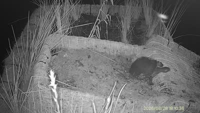 Turtle Island wildlife capture