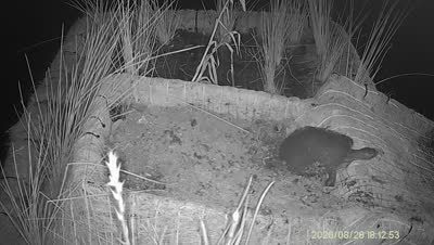 Turtle Island wildlife capture