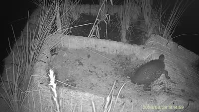 Turtle Island wildlife capture