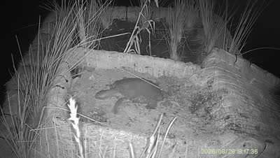 Turtle Island wildlife capture