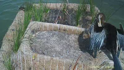 Turtle Island wildlife capture