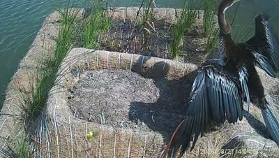 Turtle Island wildlife capture