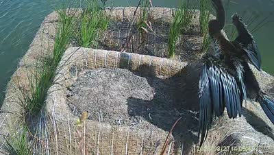 Turtle Island wildlife capture