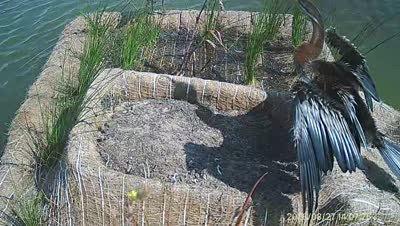 Turtle Island wildlife capture