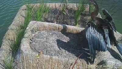 Turtle Island wildlife capture