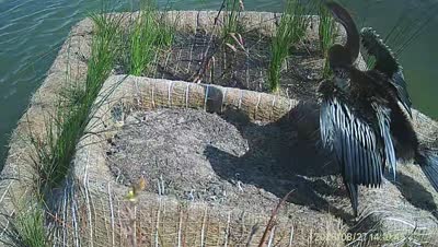Turtle Island wildlife capture