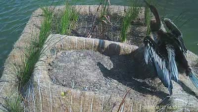 Turtle Island wildlife capture