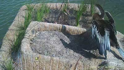 Turtle Island wildlife capture