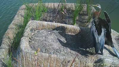 Turtle Island wildlife capture