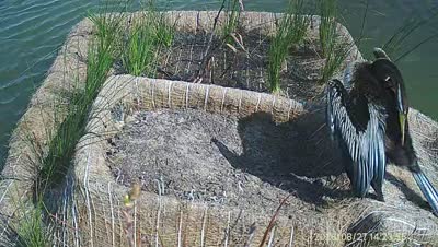 Turtle Island wildlife capture