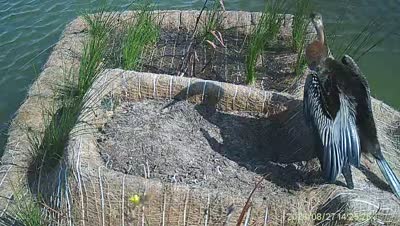 Turtle Island wildlife capture