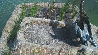 Turtle Island wildlife capture