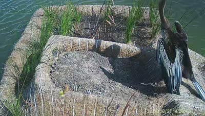 Turtle Island wildlife capture