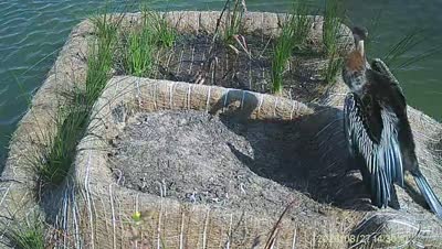 Turtle Island wildlife capture